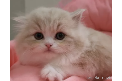 中山良子ブリーダー｜子猫ブリーダーナビ